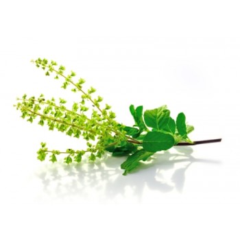 tulsi-herbal-tea